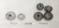 Click for 1 image(s) for this accession. FRUIT